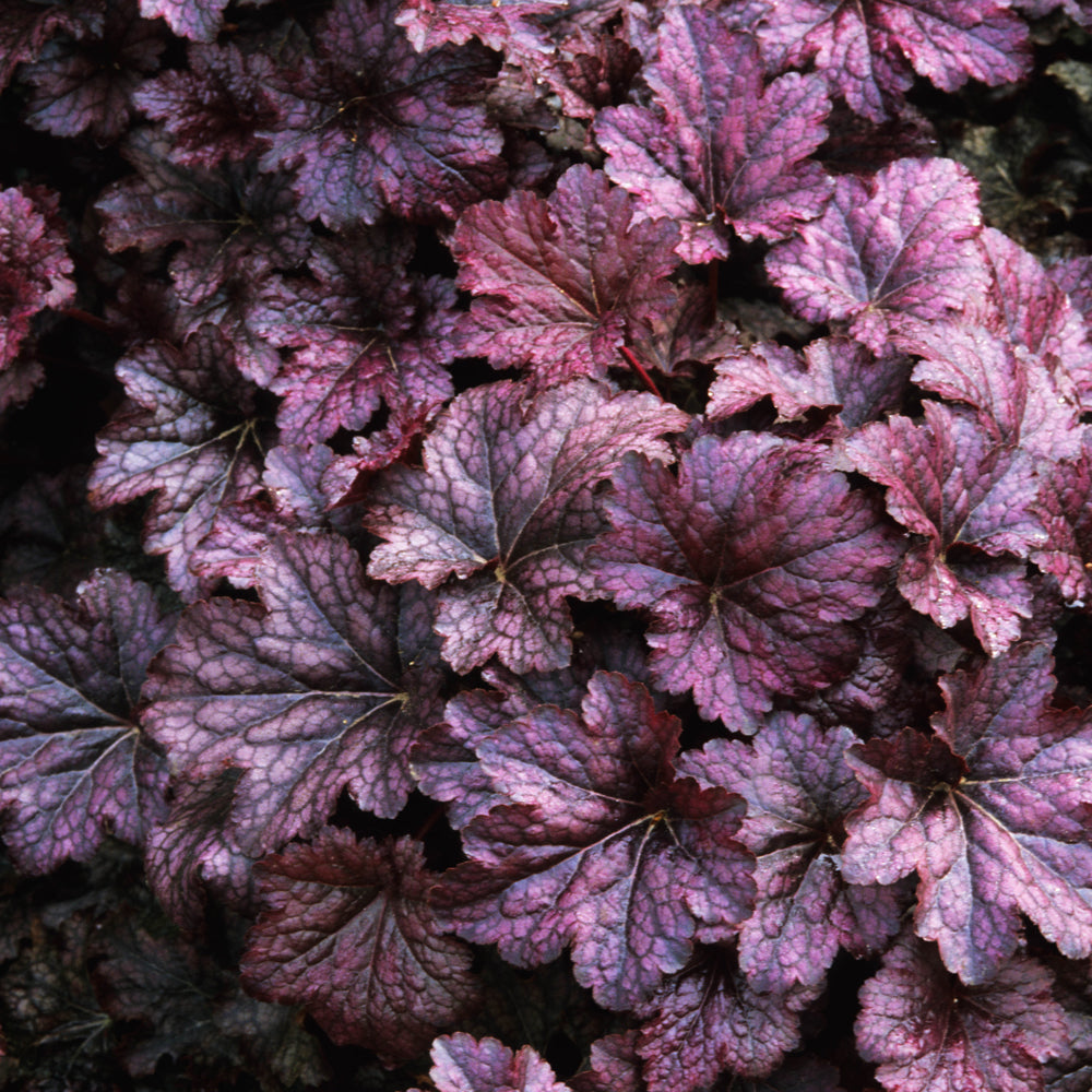 HEUCHERA MICRANTHA PALACE PURPLE IN VASO 15CM