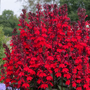 LOBELIA STARSHIP SCARLET VASO 18CM