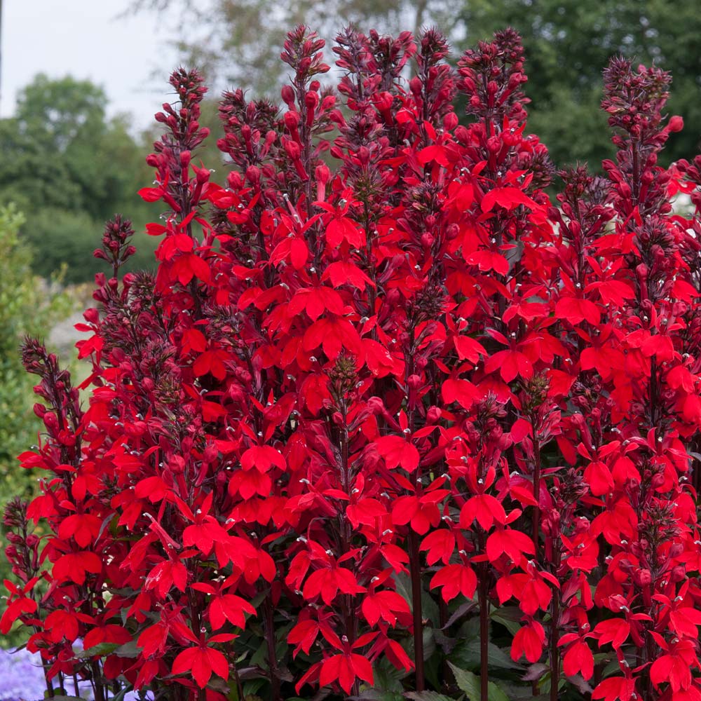 LOBELIA STARSHIP SCARLET VASO 18CM