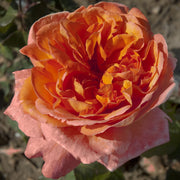 ROSA RENE GOSCINNY FIORE GRANDE IN VASO 19CM