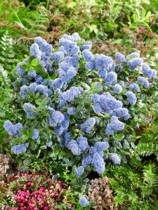 CEANOTHUS YANKEE POINT VASO 16CM
