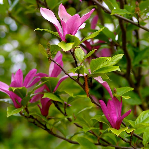 MAGNOLIA SUSAN VASO 24CM