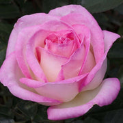 ROSA PRINCESSE DE MONACO IN VASO 19CM