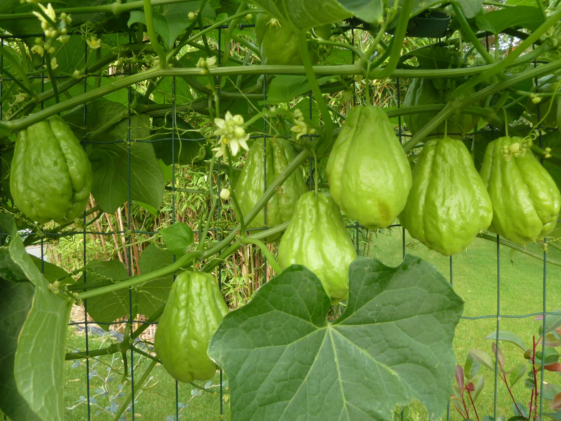 ZUCCA SPINOSA CHAYOTE CHRISTOPHINE VERTE CONFEZIONE DA 1 PIANTA