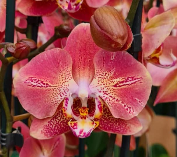 ORCHIDEA PHALAENOPSIS DRAGON HEARTH VASO 12CM