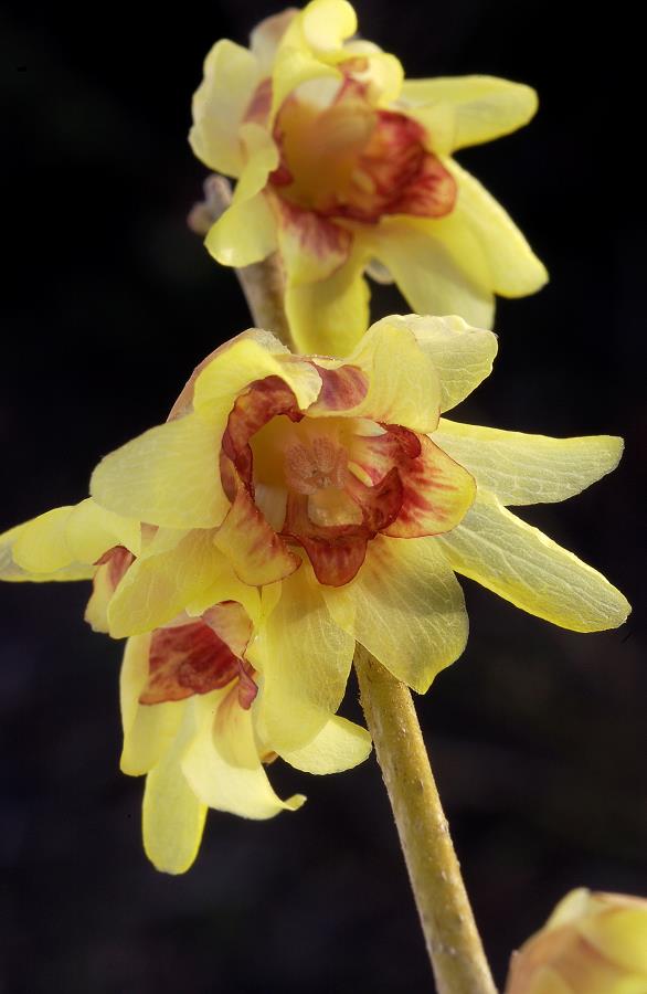 CALYCANTHUS CHIMONANTHUS PRAECOX GRANDIFLORUS VASO 18CM