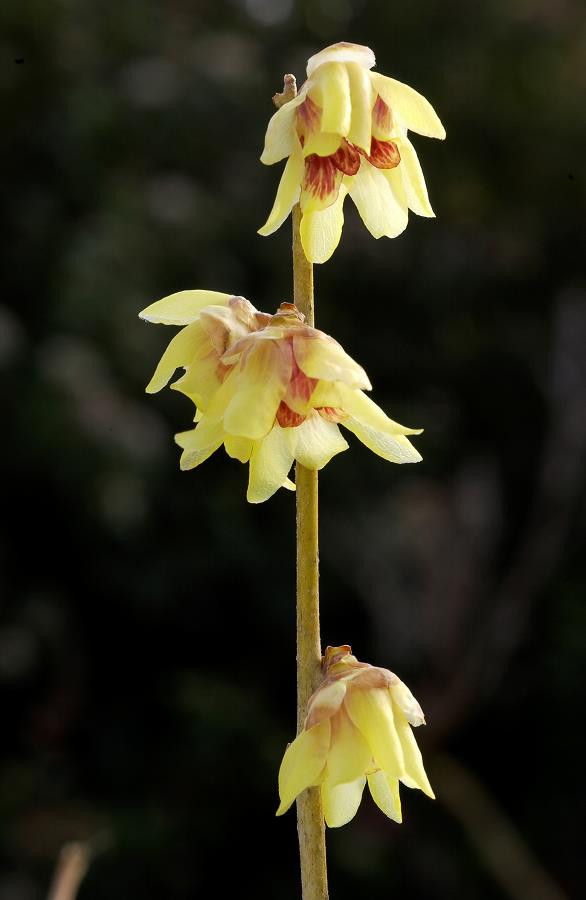 CALYCANTHUS CHIMONANTHUS PRAECOX GRANDIFLORUS VASO 18CM