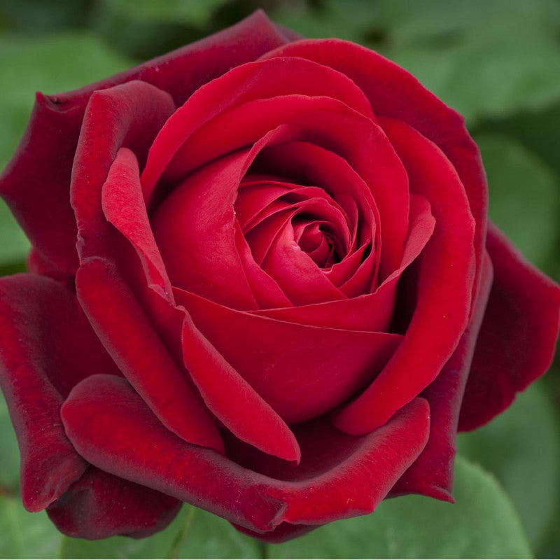 ROSA EDITH PIAF VASO IN 19CM