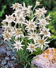 LEONTOPODIUM ALPINUM STELLA ALPINA VASO 14CM