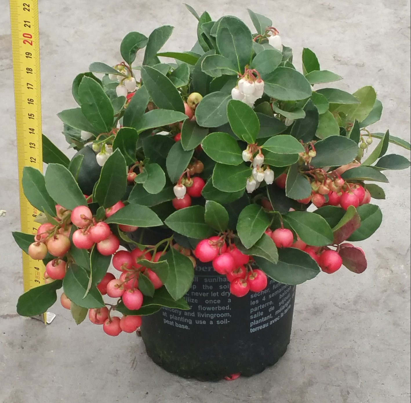 GAULTHERIA PROCUMBENS RED DIAMOND VASO 12CM