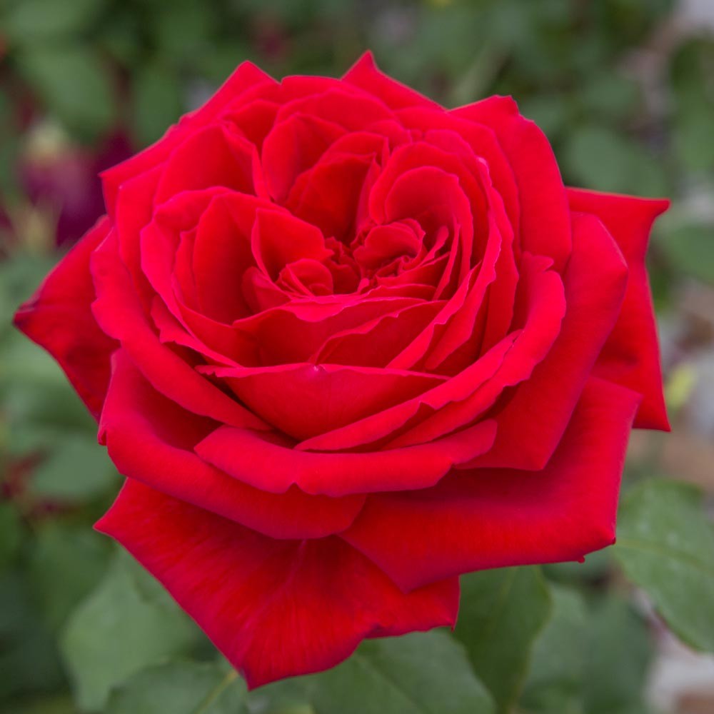 ROSA BOTERO IN VASO 19CM