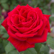 ROSA BOTERO IN VASO 19CM