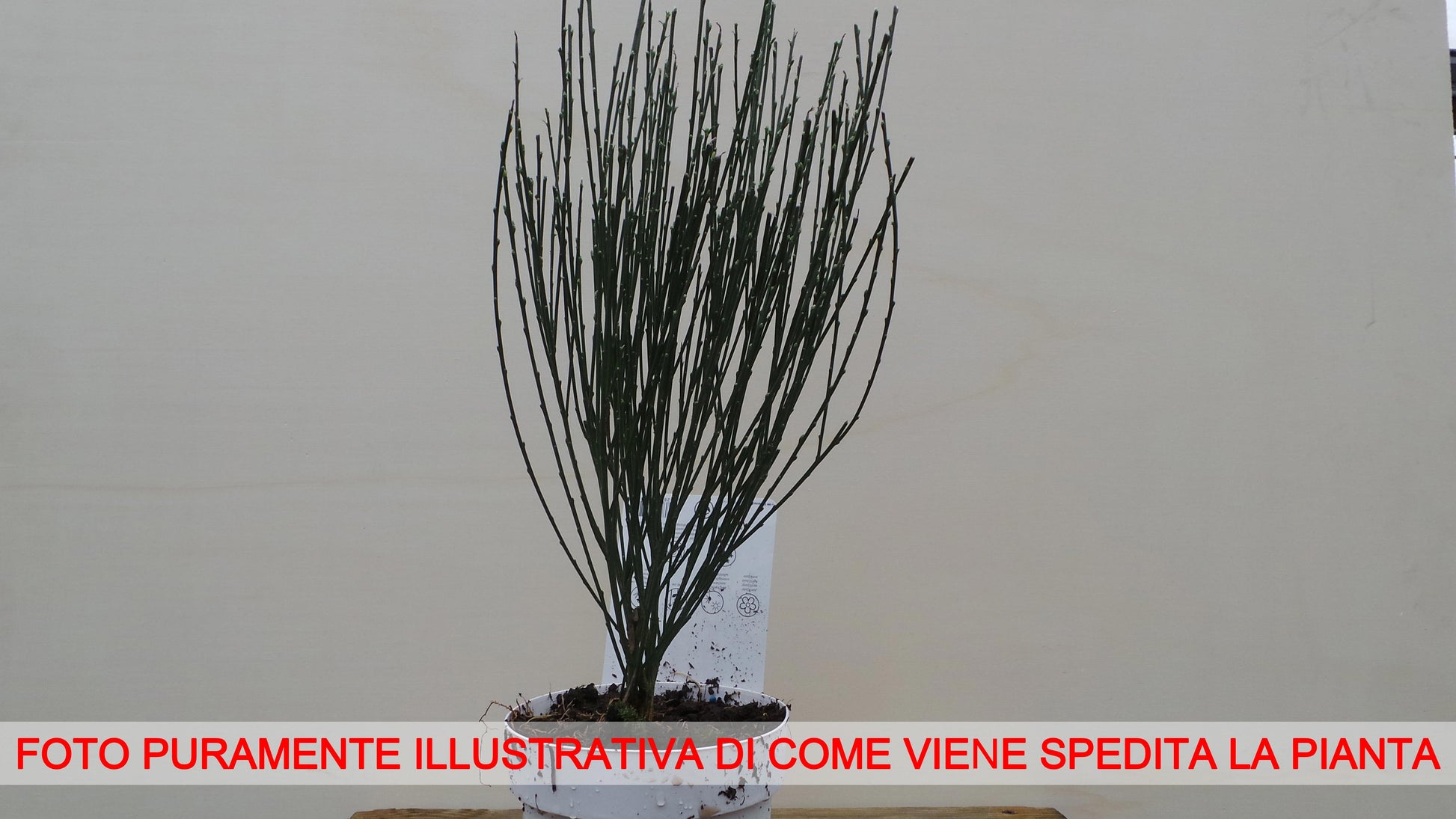CYTISUS BOSS KOOP RUBY VASO 14CM