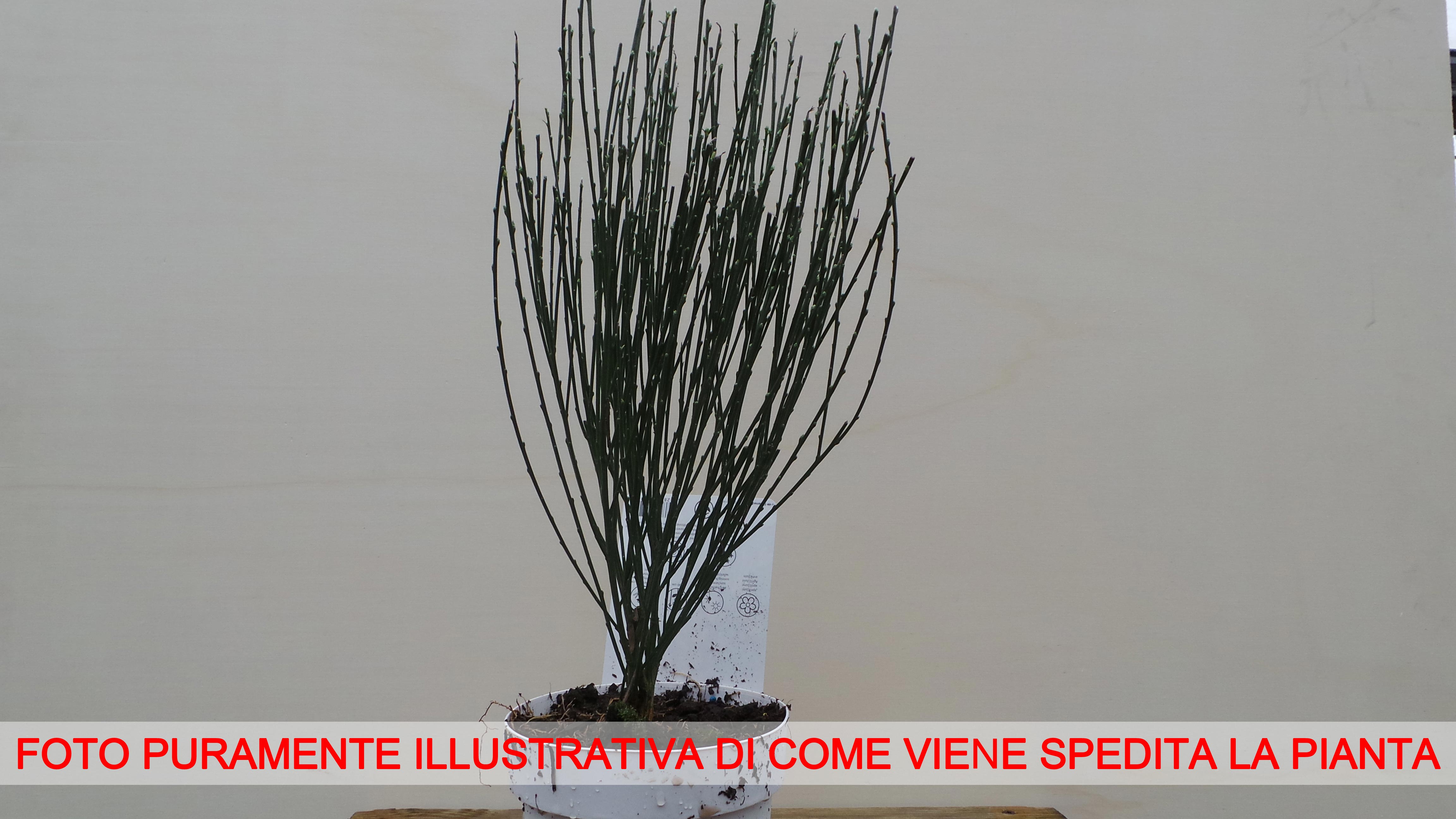 CYTISUS BOSS KOOP RUBY VASO 14CM