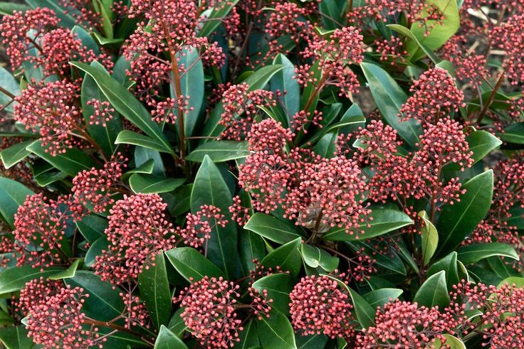 SKIMMIA RUBELLA VASO 13CM