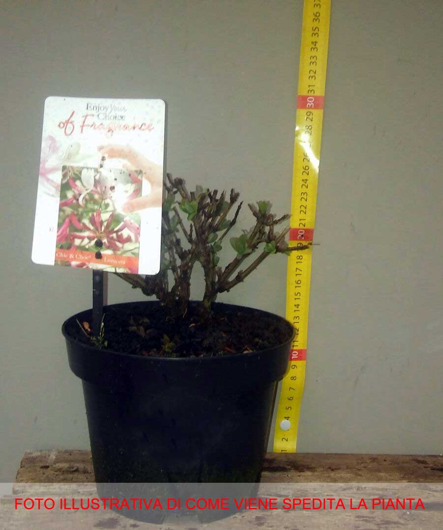 LONICERA CAPRIFOGLIO CHIC & CHOC VASO 13CM