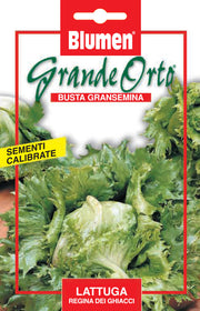 SEMI LATTUGA REGINA DEI GHIACCI
