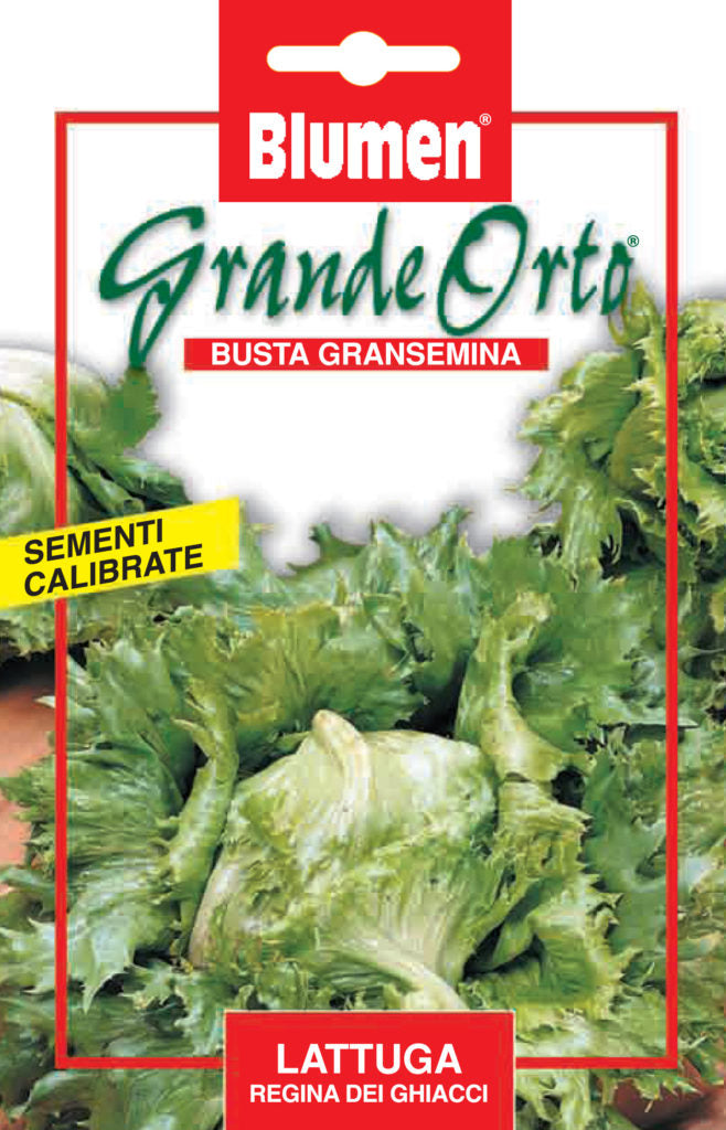SEMI LATTUGA REGINA DEI GHIACCI