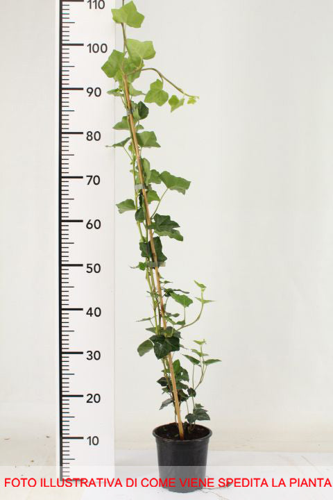 EDERA HIBERNICA IN VASO 17CM