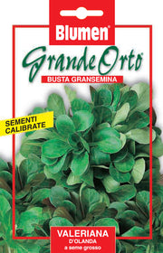 SEMI  VALERIANA D’OLANDA A SEME GROSSO BLUMEN
