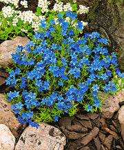 LITHODORA VASO 18CM