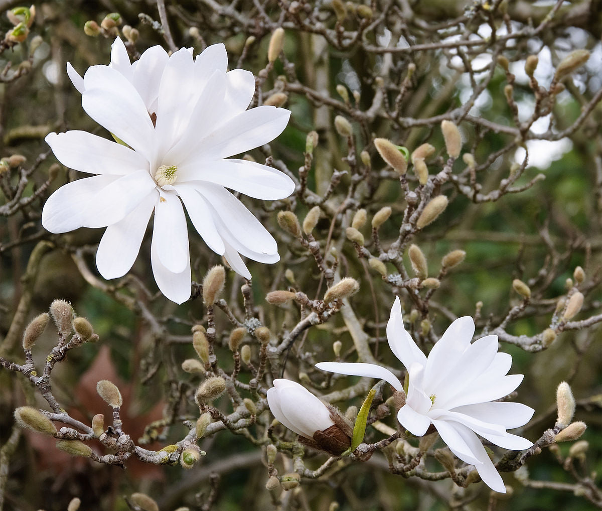 MAGNOLIA STELLATA BIANCA VASO 24CM