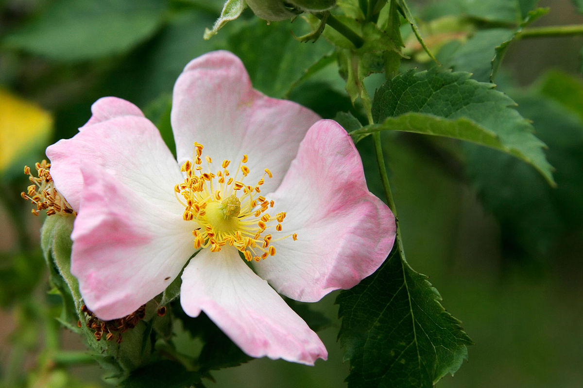ROSA CANINA (1 PIANTA)