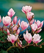 MAGNOLIA SOULANGEANA VASO 29CM