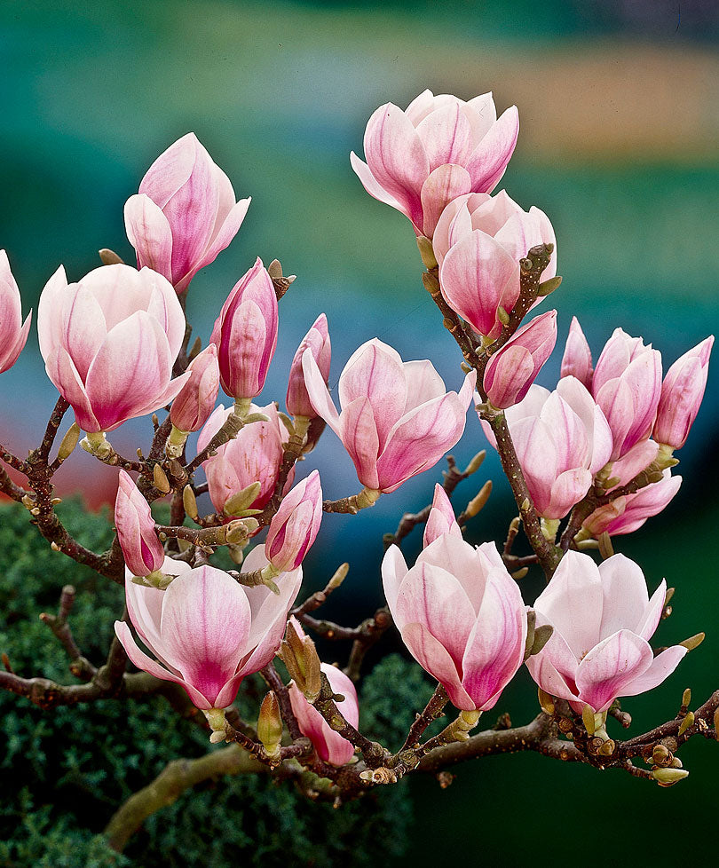 MAGNOLIA SOULANGEANA VASO 29CM