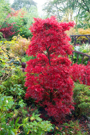 ACERO PALMATUM SHAINA IN VASO 19CM