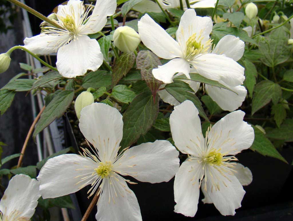 CLEMATIDE MONTANA GRANDIFLORA VASO 18CM