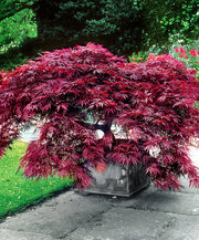 ACERO PALMATUM GARNET IN VASO 19CM