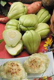 ZUCCA SPINOSA CHAYOTE CHRISTOPHINE VERTE CONFEZIONE DA 1 PIANTA