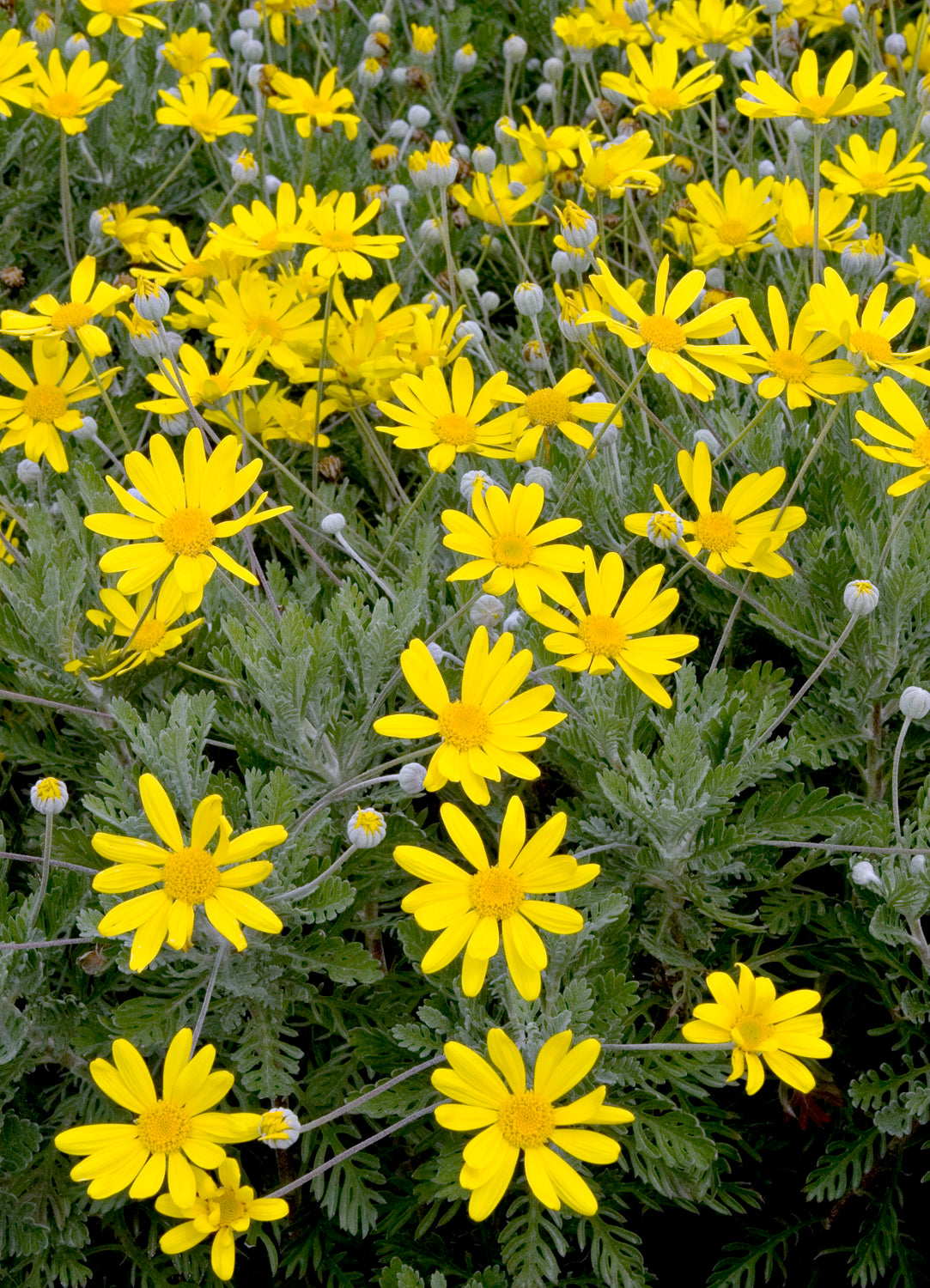 EURYOPS PECTINATUS VASO 14CM