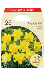 OFFERTA 25 BULBI NARCISO TRUMPET GIALLO