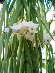 HOYA LINEARIS FIORE DI CERA VASO 14CM