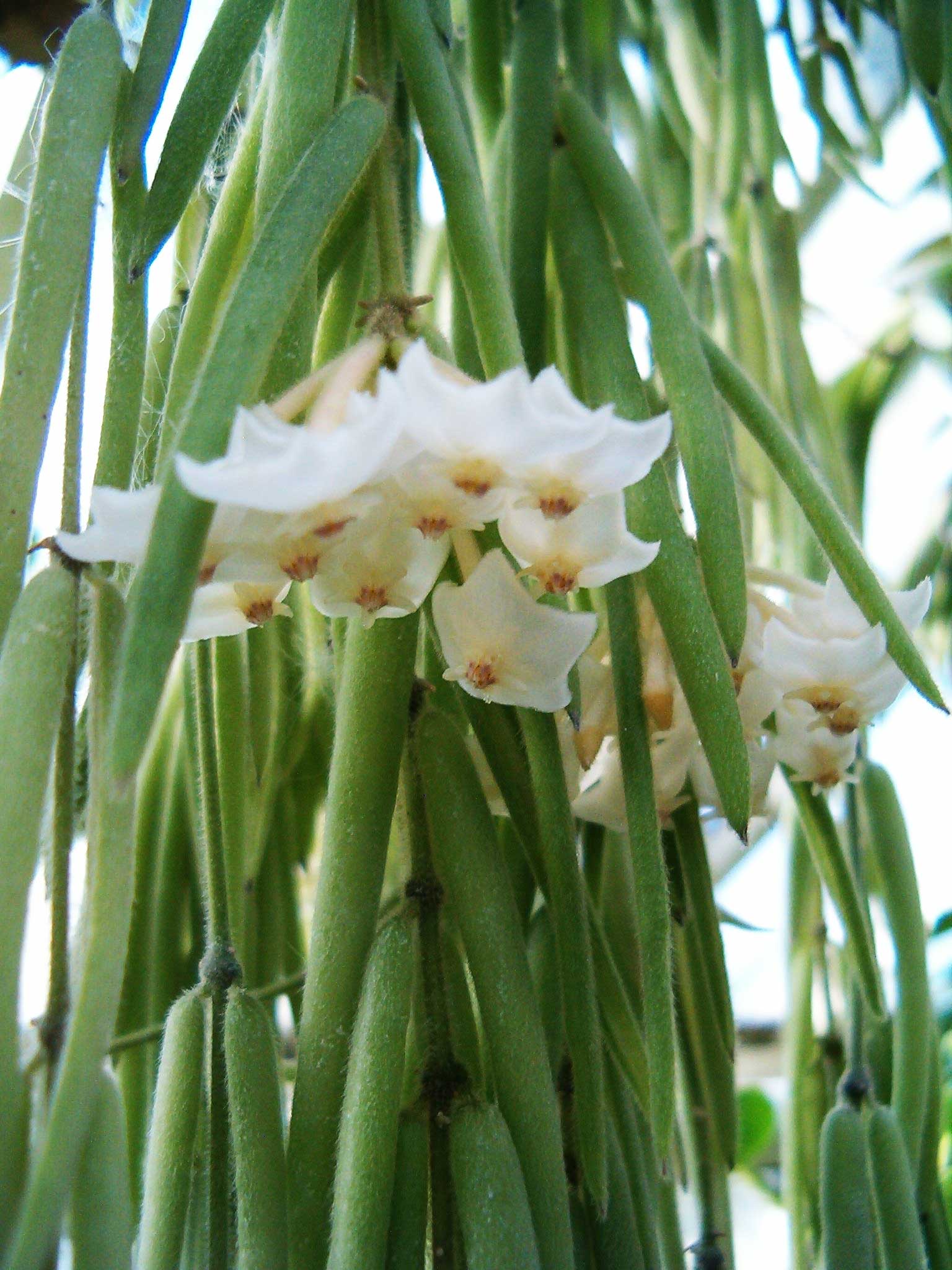 HOYA LINEARIS FIORE DI CERA VASO 14CM