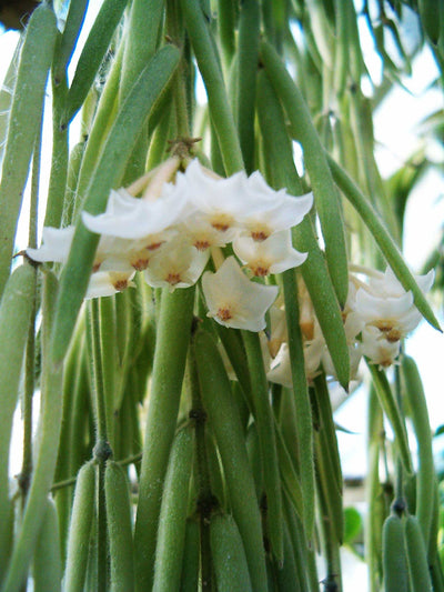 HOYA LINEARIS FIORE DI CERA VASO 14CM