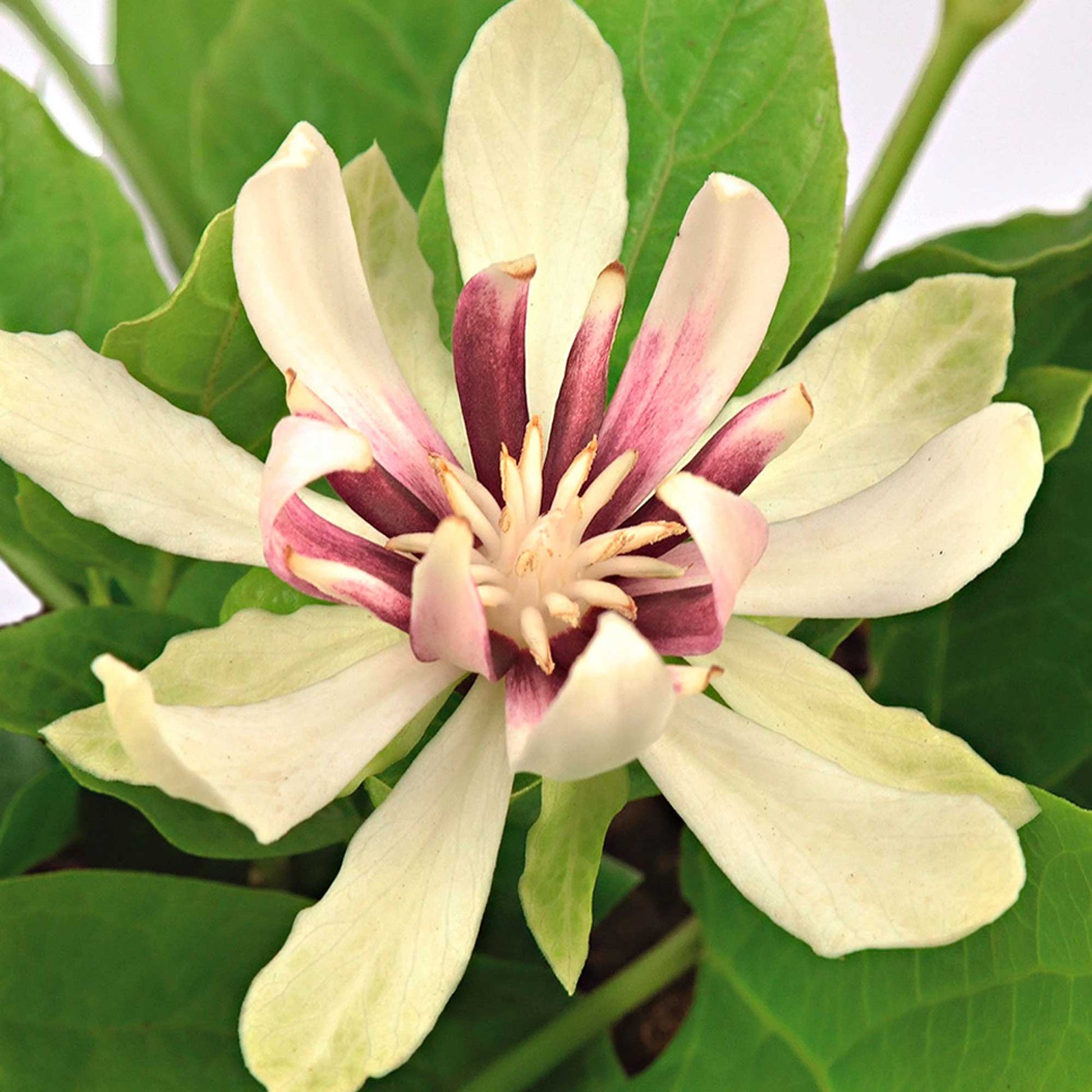 CALYCANTHUS VENUS VASO 23CM