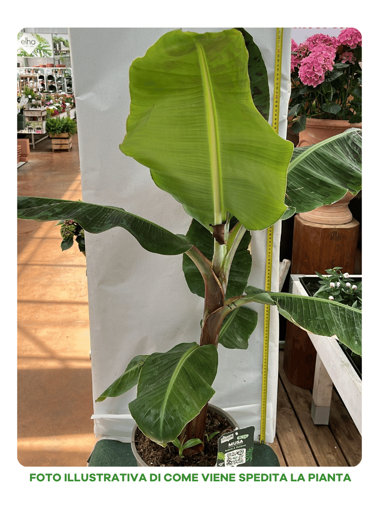 MUSA ACUMINATA DWARF CAVENDISH BANANO VASO 24CM