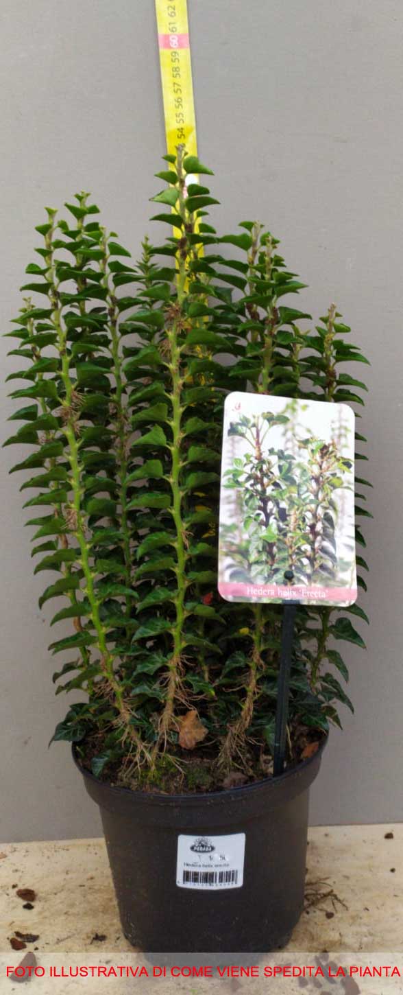 EDERA HELIX ERECTA IN VASO 17CM
