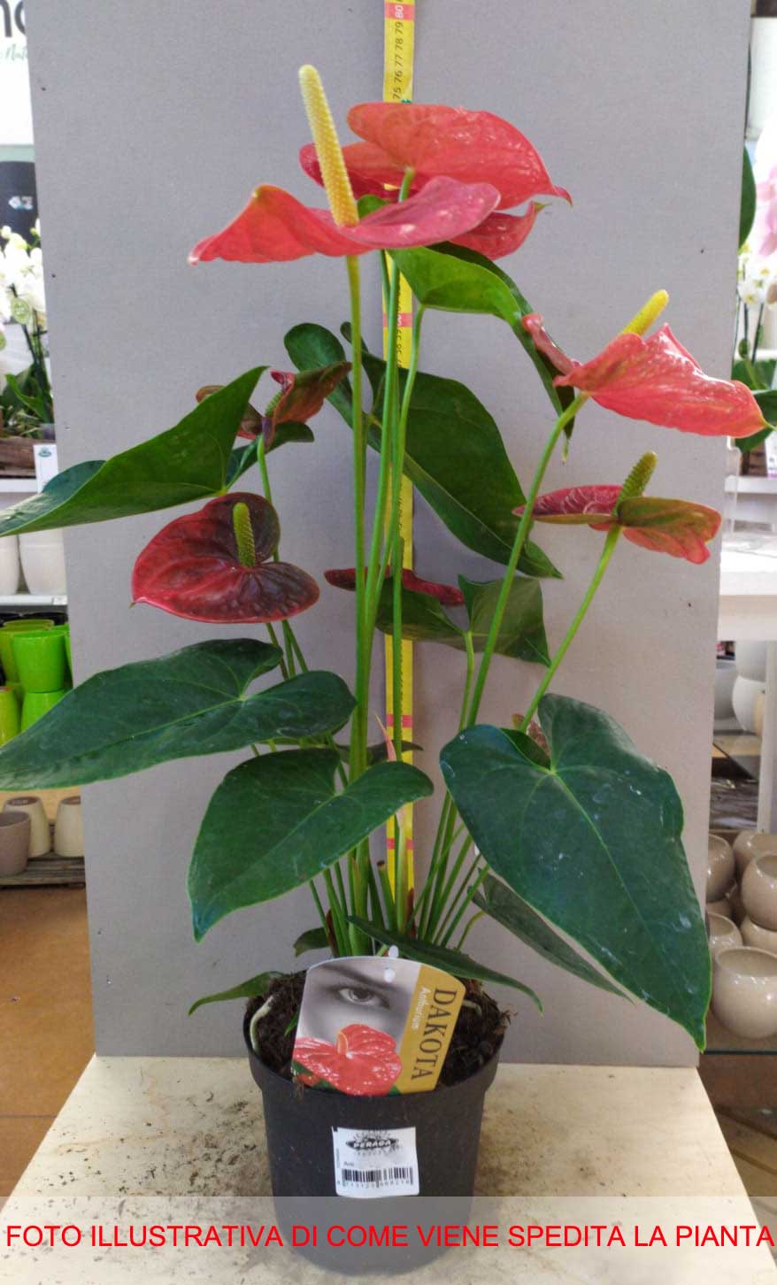 ANTHURIUM DAKOTA ROSSO IN VASO 17CM