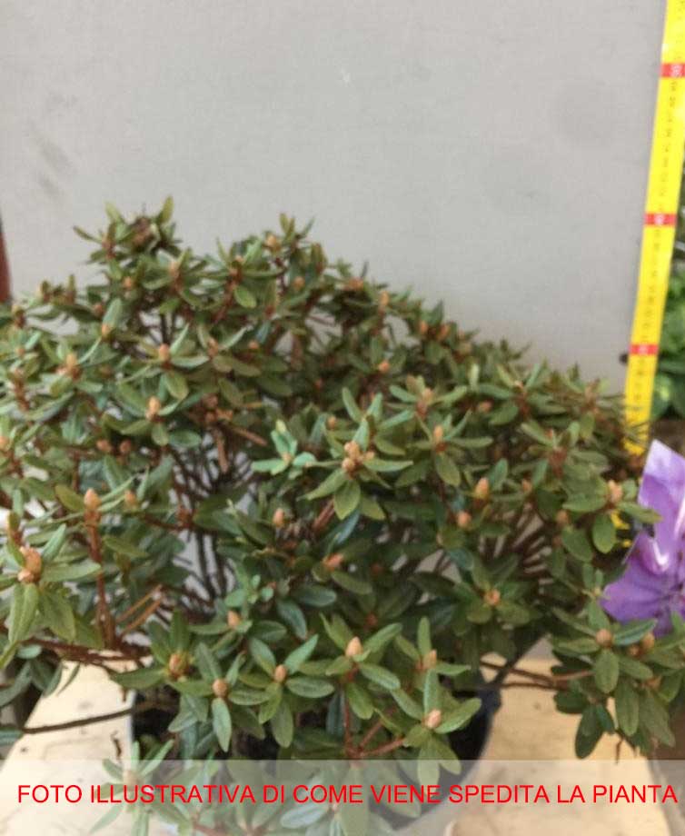 RODODENDRO IMPEDITUM SELECT IN VASO 21CM