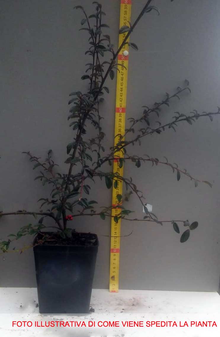 COTONEASTER COTOGNASTRO SALICIFOLIUS REPENS VASO 12CM