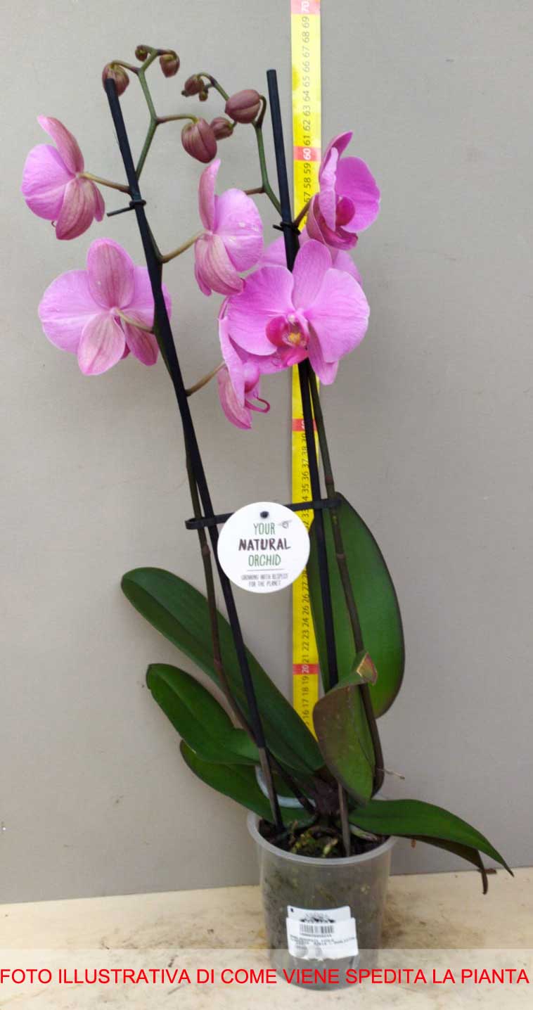 ORCHIDEA PHALAENOPSIS FUCSIA VASO 10CM