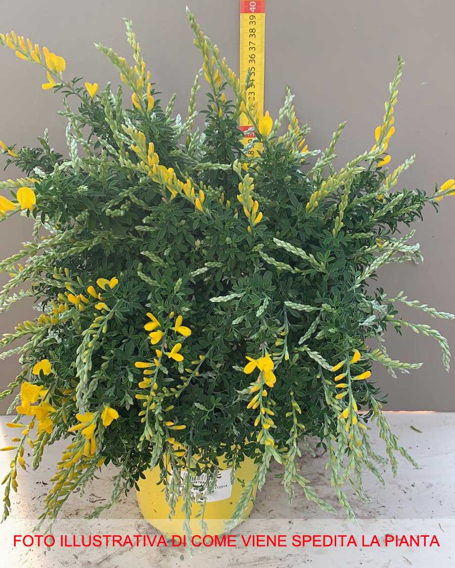 CYTISUS RACEMOSUS GINESTRA IN VASO 17CM
