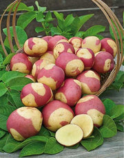 PATATA BICOLOR MISS BLUSH DA SEMINARE 10 TUBERI