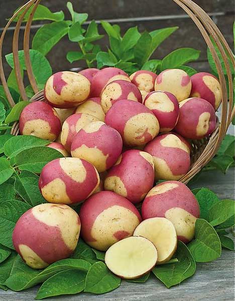 PATATA BICOLOR MISS BLUSH DA SEMINARE 10 TUBERI