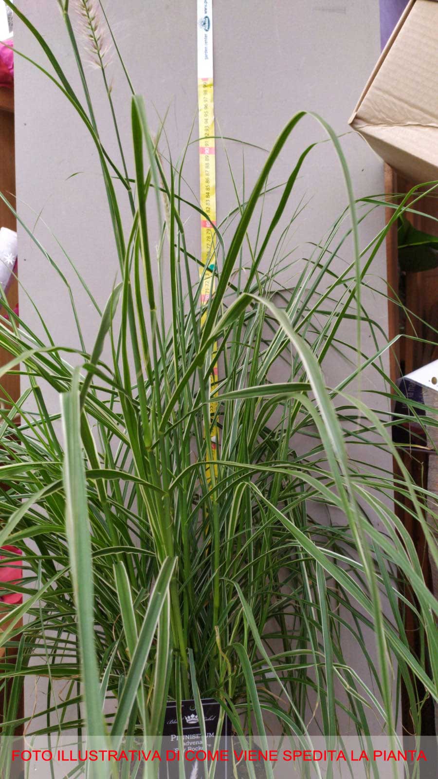 PENNISETUM SKY ROCKET VASO 17CM