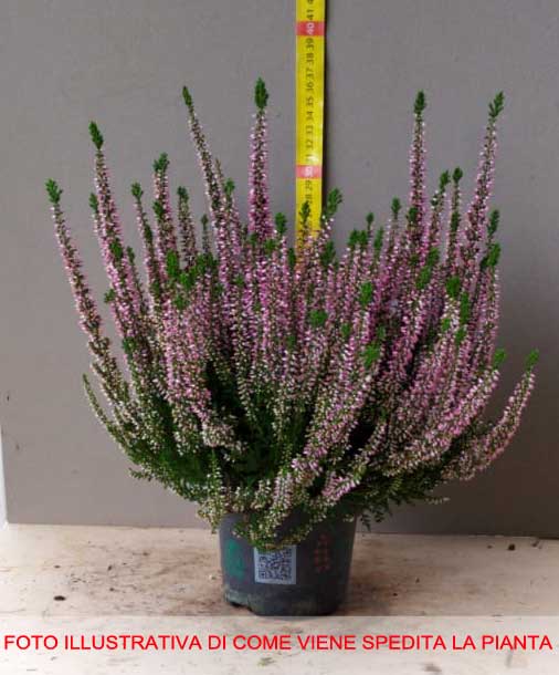 OFFERTA 3 PIANTE DI CALLUNA ERICA ROSA VASO 12CM